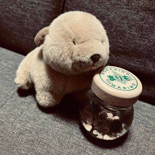 はじめまして
ごぶろうと小さなまりも