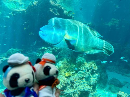 お次は水族館！
おっきな魚ねー！