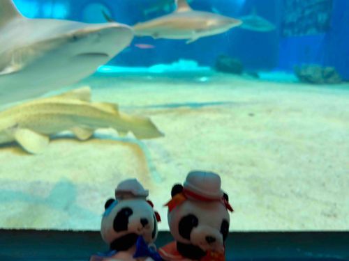 ぱんぱん「次はどんな綺麗な魚かしらー」
ぱしゅ「お姉ちゃん！！サメ！サメ！！」