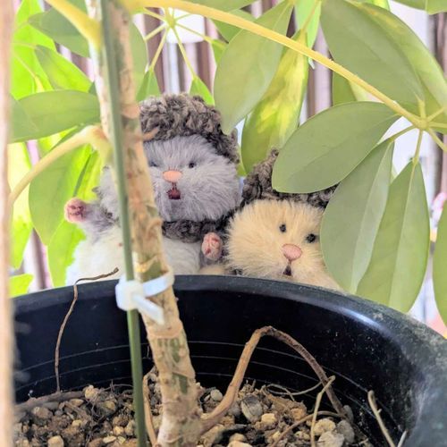 どんぐりぼうし