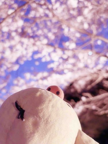 きれいなちゃくら✿·̩͙꙳｡
