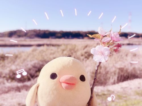 ちゃくらのえだ、おちてたちゃま(^╷  ̫╷^)ﾉ
ちゃくらのまほうちゅかいちゃまよ❀·̩͙꙳｡♡