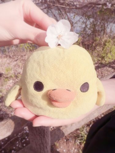 ちゃくら、にあってるちゃま❔🌸♡