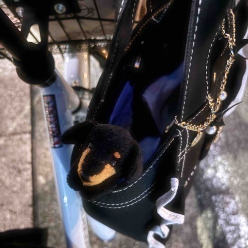 ダックス、初めて自転車に乗ったよ❕🚲🍀🌟