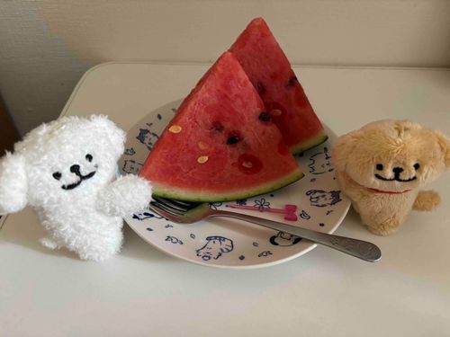 いぬと食べてます🍉
