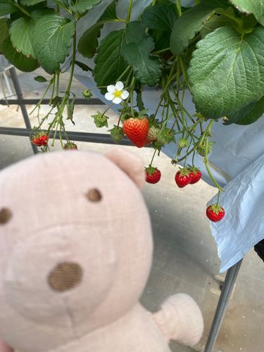  いちご狩りした時のやつだぞー！！！
お、、おなかいっぱい、、