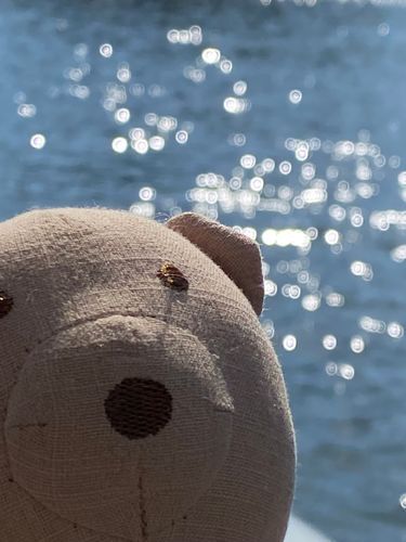 湖に来た！！
鳥がいっぱいおよいでた！！