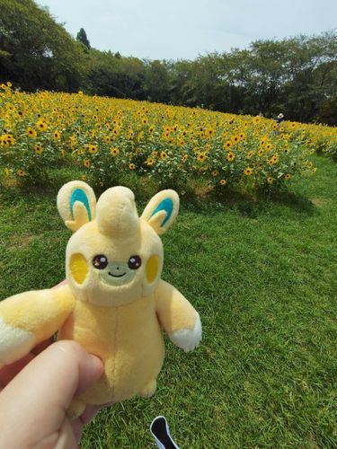 成田ゆめ牧場のひまわり畑でパモット撮りましたﾊﾟｼｬﾘ! Σpω･´)