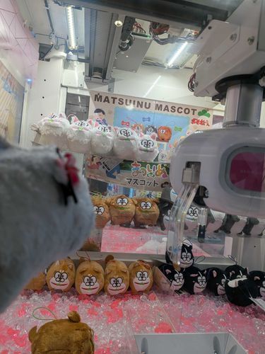 こうはいがたくさんいたチワ
いいこにしてにんげんにかわいがってもらうんチワよ