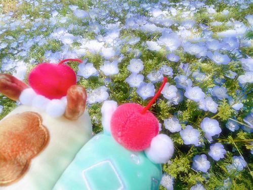 ぷりん の おともだち と ねもふぃら みてきた

ゆめみうし🍒🍮