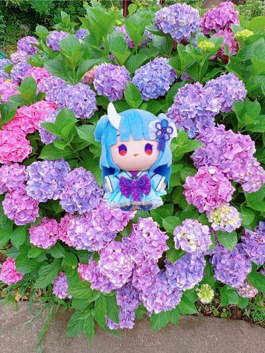 💠 あじさい の ひめ 💠

ねねまる🦋⛩