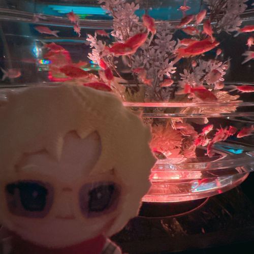 アートアクアリウム だぞ とりの

とりの🕊️