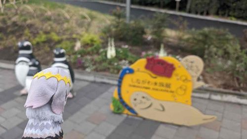 うまれたてのアザラシの子をみにきたよ