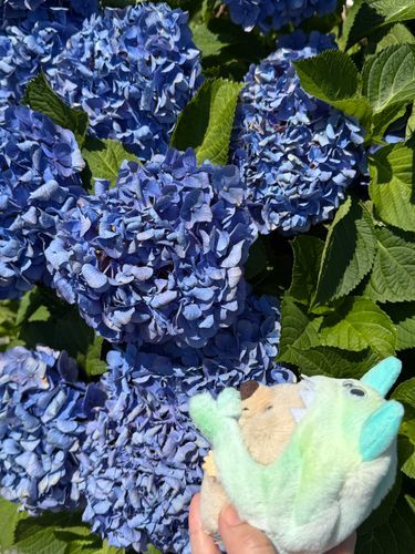 紫陽花みてきた🌱
がんばって咲いてるね🌱
雨、ふるといいね🌱