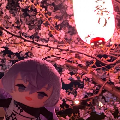 桜祭りだよ〜🌸
