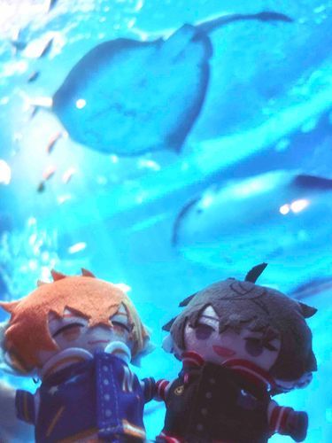 水族館に行ったよ