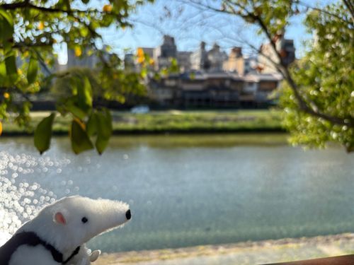 京都の鴨川　きらきらなの