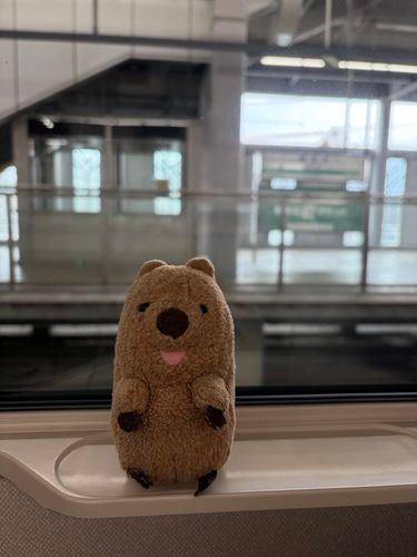かえるよっ( ´ᴥ` )