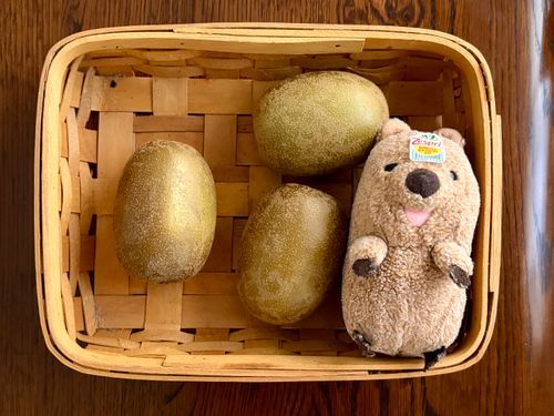 かくれんぼだよお( ´ᴥ` )