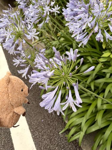 ムラサキクンシラン っていう おはな なんだって( ´ᴥ` )⁎ ✿𓈒