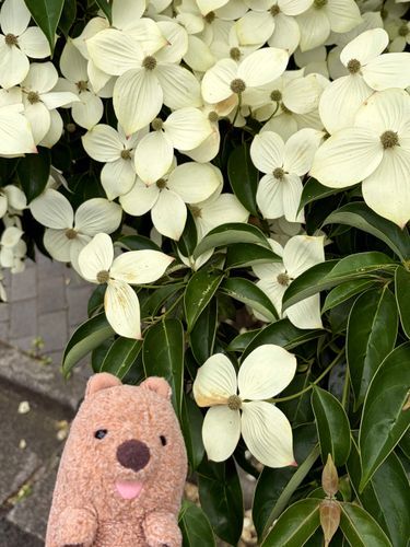 こっちは ヤマボウシ だよっ( ´ᴥ` )