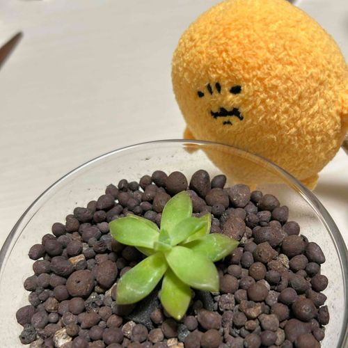 ちょうしは　いかが？