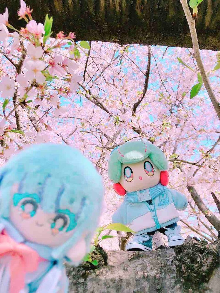 桜みてきたよ〜🌸