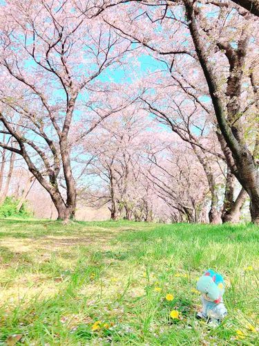 桜みてきたよ〜🌸