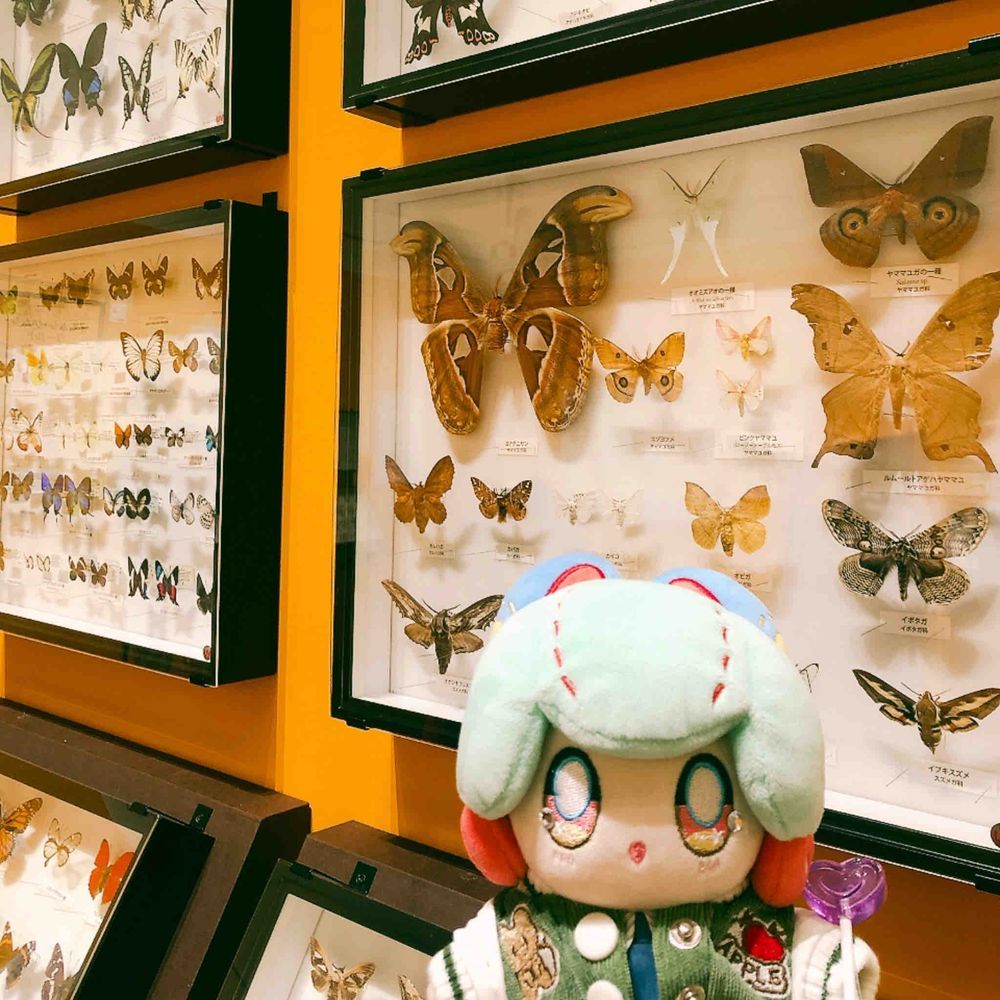 昆虫まにあっくに行ってきたよー！ぬこくんこの展示楽しみにしてたんだ…！すごい虫がいっぱい！たのしー！🦋🪲🐝