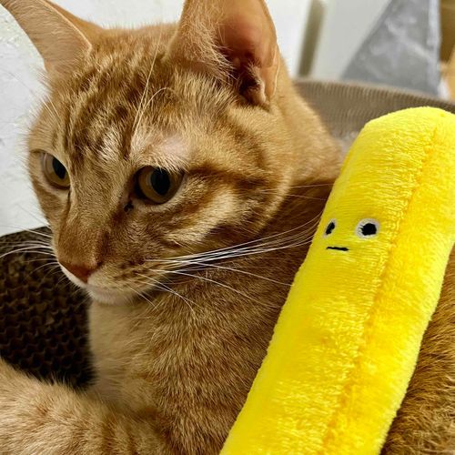 🍟？！