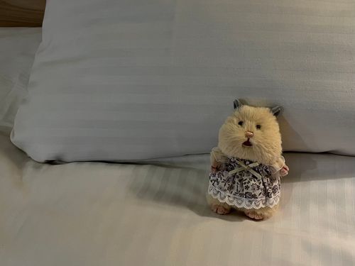 旅行🧳