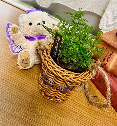 ずっと買おうか迷ってた植物買ってもらっちゃった🪴✨
この入れ物もセットだったんだ🧺！オシャレでお気に入り❣️
お部屋に植物があるとなんだか落ち着くよね🌿💕