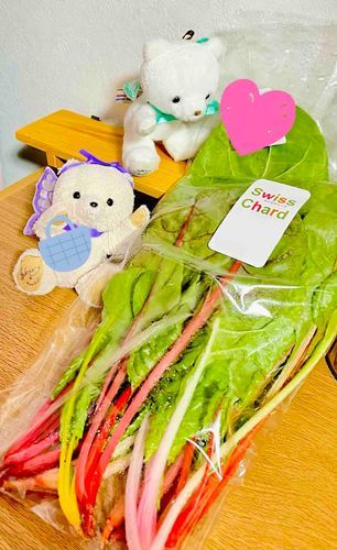 少し前にメリちゃんと一緒にお出かけに行ったんだ♪そしたら綺麗な色のスイスチャードっていうお野菜が売ってたの🌈
シアは一回食べたことあるの！でもメリちゃんは初めて見たからおめめキラキラにしてたよ👀✨
みんなはこのお野菜知ってるかな？🥰