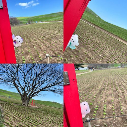 お写真３枚目！ひたち海浜公園のお写真はこれで最後だよ❣️

フォトスポット（ドア🚪）を発見したからお写真撮ってもらっちゃった📸
ほんとは全体を撮りたかったけどシアたち見えなくなっちゃうからドアってわかりにくいお写真になっちゃった😚
お花咲いてなかったけど木の枝がかっこよくて感動しちゃったよ🪾✨