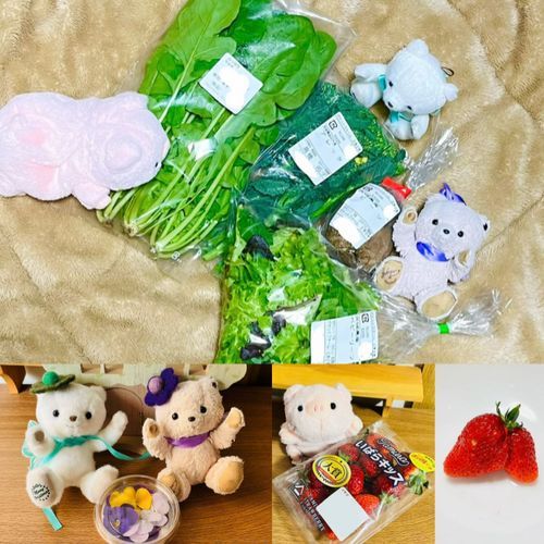 お写真７枚目！！これで最後だよ❣️

これはお土産のお写真なんだけどお野菜ばっかり🤭
シアいろんなお野菜食べるのにハマってるんだ✨
左上からを「ルッコラ」「アレッタ」「ビーツ」「ベビーリーフ」なの！
ちなみに「アレッタ」はブロッコリーとケールを組み合わせたお野菜なんだって🥦🥬✨
左下のお花は「エディブルフラワー」っていって食べれるお花💐
右下はいちご🍓！一つだけ仲良しすぎくっついてるいちごさんがいたよ💖
　
みんな最後までお写真見てくれてありがとう❣️