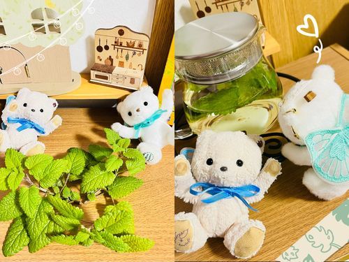 みんな久しぶり！最近忙しくて投稿とかコメントできなくてごめんね💦忙しいのがやっと終わったからこれからまたよろしくね🥰

シア少し前からオシャレくまさんを目指しててハーブを育ててたんだ🪴「レモンバーム」っていうハーブなの！！ついにそれを収穫してティーにして飲んでみたんだ🫖お名前の通りレモンの味がするとっても美味しいティーだったよ🍋🌿✨





