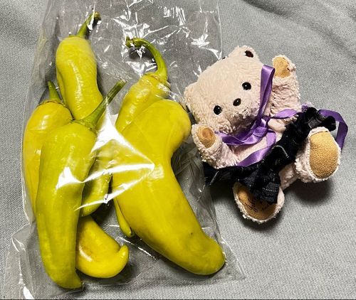 じゃじゃ〜ん💫
シア珍しいお野菜発見したの🔍👀

このお野菜どんなお名前だと思う？✨
ヒントは「〇〇〇ピーマン」
〇〇〇にはフルーツのお名前がはいるよ❣️このお野菜と形が似てるフルーツなの！！

答えは次の投稿で🔜
