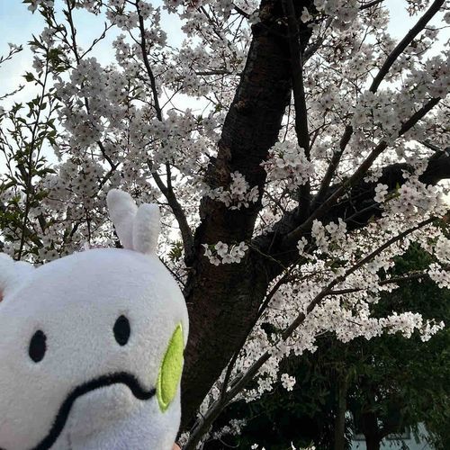 先週のお話。
もうだんだん緑になってきた。