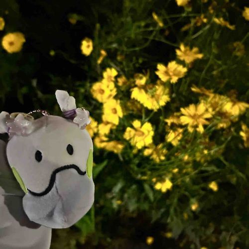 夜、散歩、黄色の花。