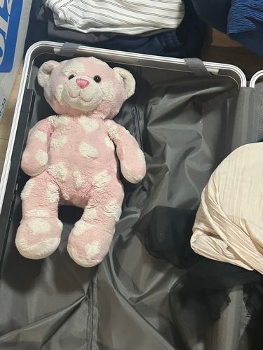 連れてってもらいたいくま