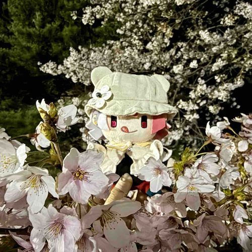 夜桜🌸