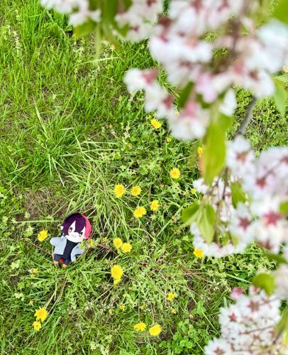 お花見‪✿