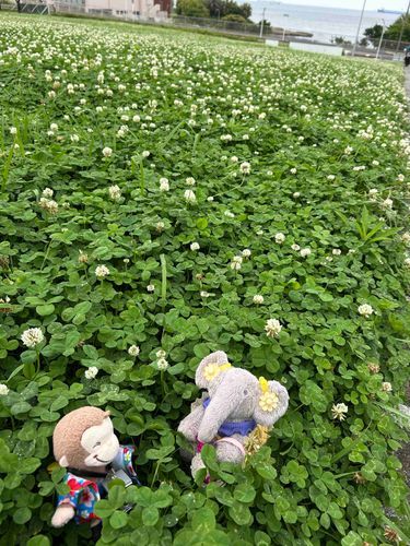 美術館の前がクローバー畑になっていてビックリ‼️
クローバーの中ではしゃいでいたらばーちゃんに怒られた。