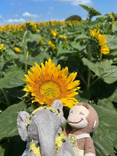 ひまわり畑‼️大きなひまわりがいっぱい咲いてた☺️
でもねでもね暑さに負けて早くに帰宅したの🤭