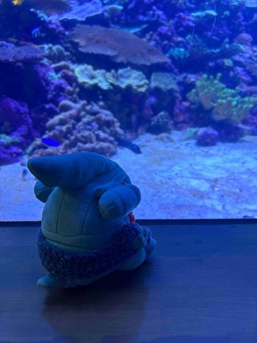 おぺらがとても綺麗な水槽を見たらしい。