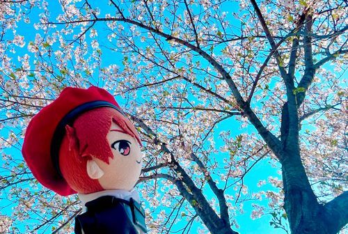 キレイだねぇ🌸