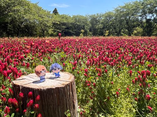 🌲🌿🌹🌷❤️💜🥀🌱🌲