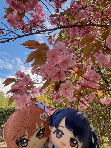 先週の桜@北海道🌸

(にんげんは花粉で死んでいた🧟‍♀️)