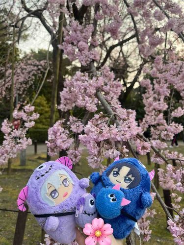 おはなきれい🌸