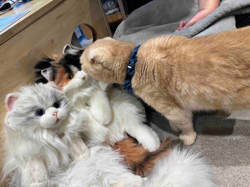 猫カフェに行ってきたฅ(>ω<*ฅ)ﾆｬ🎶
店員さんにアタイたち可愛いねって言われたฅ(๑>ㅅ<๑)ฅにゃー！